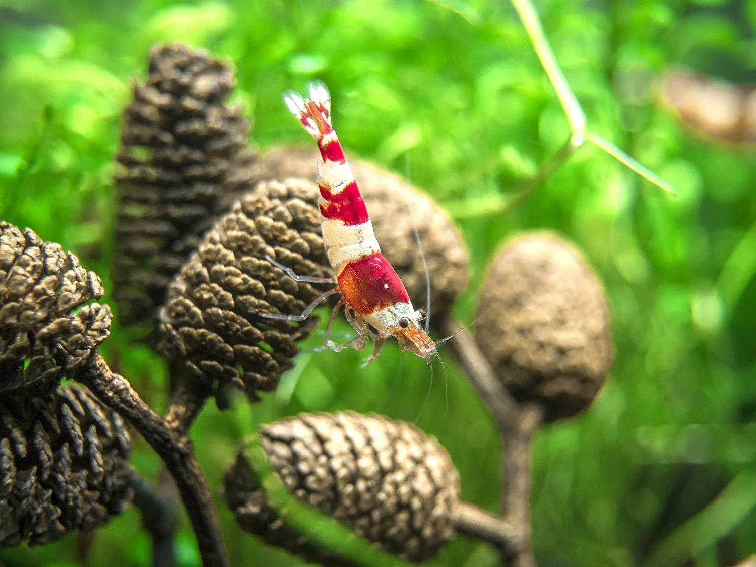 Crystal Shrimp Combo Pack, Tank-Bred - Image 2