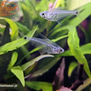 Crystal Tetra