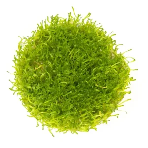 Crystalwort AKA Riccia (Riccia fluitans) Tissue Culture