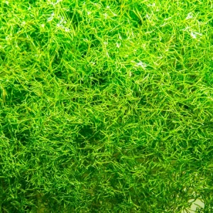 Crystalwort (Riccia fluitans), portion