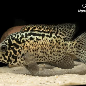 Cuban Cichlid