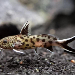 Cuckoo Catfish (Synodontis multipunctata), Tank-Bred