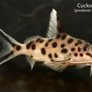 Cuckoo Catfish (Synodontis multipunctatus)
