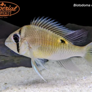 Cupid Cichlid