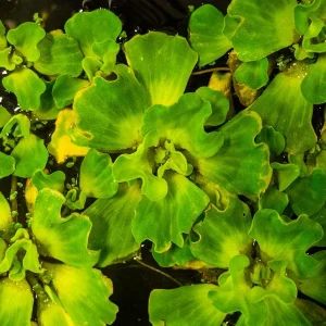 Curly Leaf Water Lettuce (Pistia stratiotes)