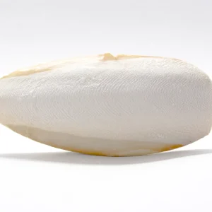 Cuttlebone (Natural Mineral Supplement)