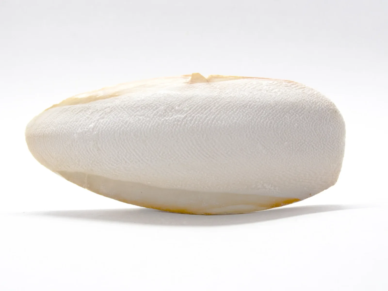 Cuttlebone (Natural Mineral Supplement)