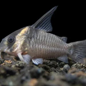 CW045 AKA False Armatus Cory Catfish (Corydoras sp. CW045)