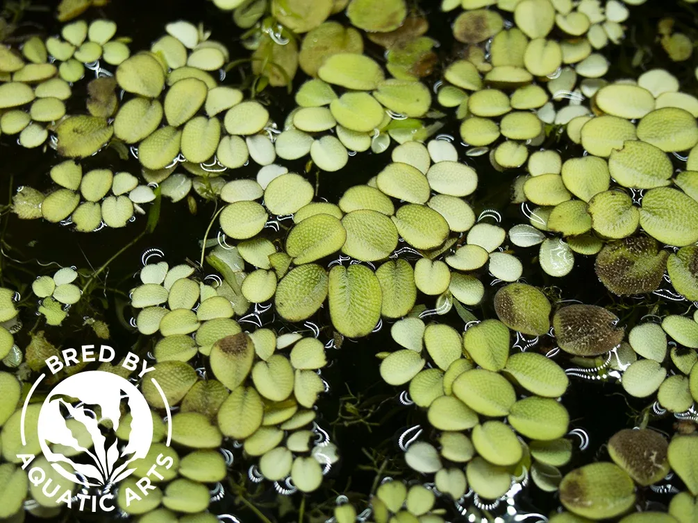 CYO Floating Plant Combo, Aquatic Arts Grown! - Image 2
