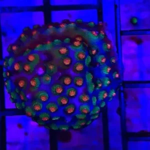 Cyphastrea Orange Coral Frag