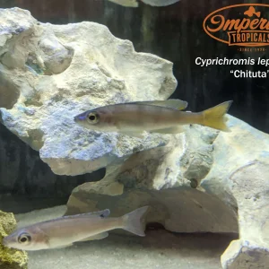 Cyprichromis leptosoma "Chituta"