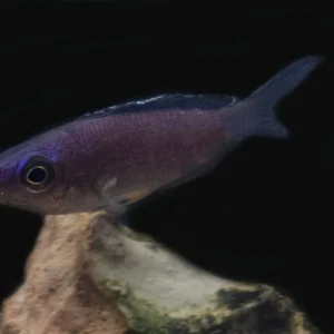 Cyprichromis leptosoma "Kerenge"