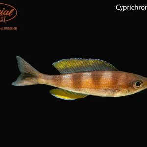 Cyprichromis zonatus