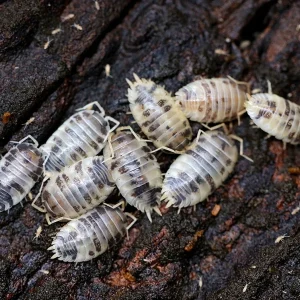 Dairy Cow Isopods (Porcellio laevis)
