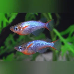 Daisy’s Blue Eye Ricefish