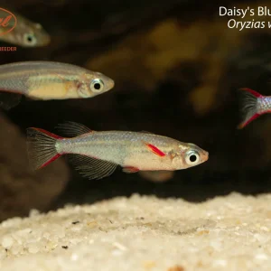 Daisy's Blue Ricefish (Oryzias woworae)