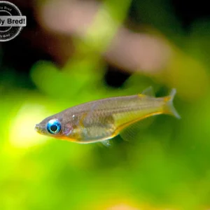 Daisy's Blue Ricefish (Oryzias woworae), LOCALLY BRED!