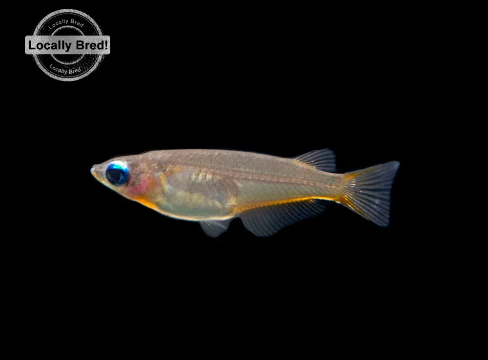 Daisy's Blue Ricefish (Oryzias woworae), LOCALLY BRED! - Image 2