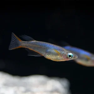 Daisy's Blue Ricefish (Oryzias woworae), Tank-Bred