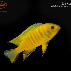 Daktari