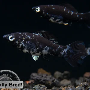 Dalmatian Molly (Poecilia latipinna), Locally-Bred
