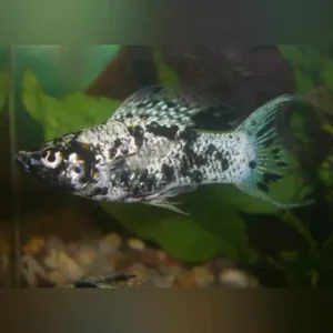 Dalmation Lyre Molly