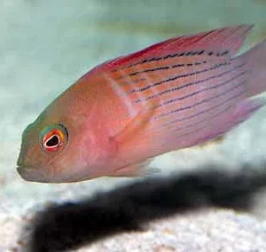Dampiera Grouper