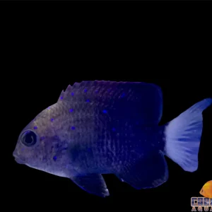 Damsel - Atlantic Jewel