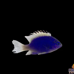 Damsel - Springeri