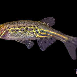 Danio - Gold Ring T.R. Sml