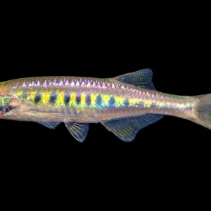 Danio - Lake Inle Med