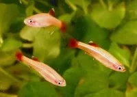 Danio - White Cloud Gold