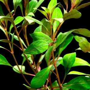 Dark Red Ludwigia (Ludwigia repens "Dark Red"), Bunched