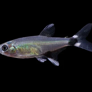 Dawn AKA Panda Tetra (Aphyocharax nattereri), Tank-Bred