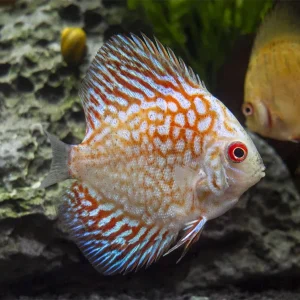 Dealer's Choice Discus (Symphysodon aequifasciatus), Tank-Bred