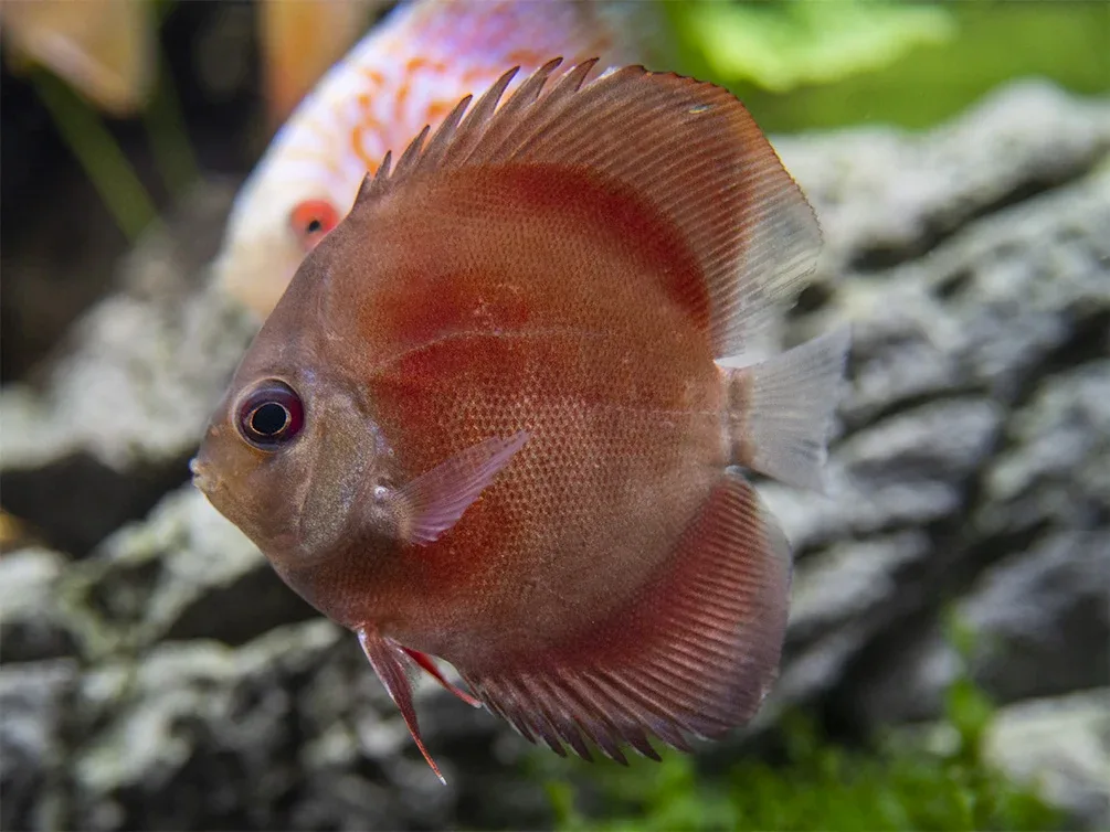 Dealer's Choice Discus (Symphysodon aequifasciatus), Tank-Bred - Image 2