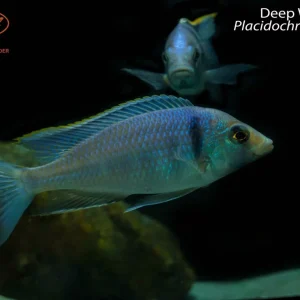 Deep Water Hap