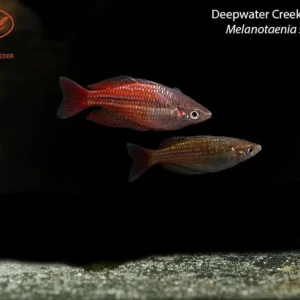 Deepwater Creek Rainbowfish