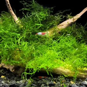 Deluxe Java Moss (Taxiphyllum barbieri / Vesicularia dubyana), Loose Portion