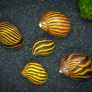 DELUXE Nerite Snail COMBO PACK - 5 Different Nerite Snail Species!