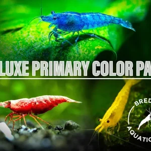 DELUXE Primary Colors Dwarf Shrimp Combo Pack (Painted Fire Red, Golden Back Yellow, and Dream Blue), Bred by: Aquatic Arts