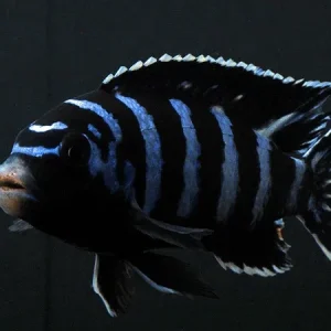 Demasoni Cichlid