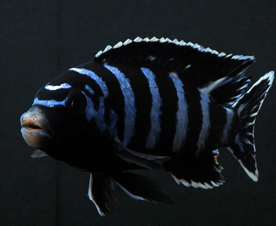 Demasoni Cichlid