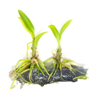 Dendrobium sp. Orchid Tissue Culture