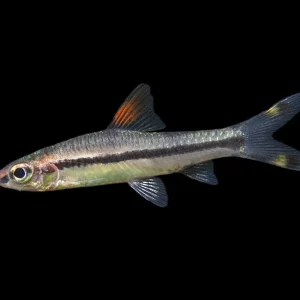 Denison’s Barb (Sahyadria denisonii), Tank-Bred