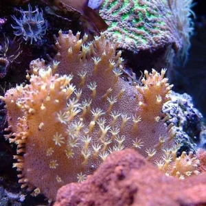 Devil’s Hand Coral