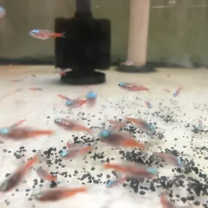 Diamond Head Neon Tetra