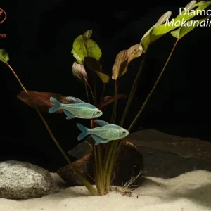 Diamond Tetra