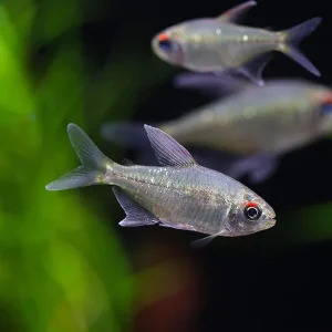 Diamond Tetra (Moenkhausia pittieri) - Tank-Bred!