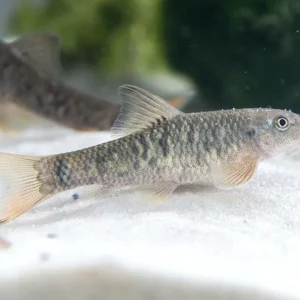 Doctor Fish aka Pedicure Fish (Garra rufa)